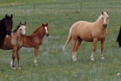 One eye, palomino, gg and three foals 2004