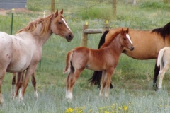 red roan and gg with 2004 foals
