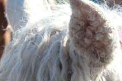 inside lilly ear 7-31-11