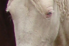 lilly face closeup leftish 10-8-11