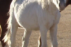 lilly front rtish 11-27-11