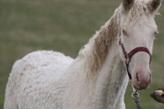 lilly front rtish face neck and topline 5-28-11