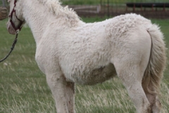 lilly left rear 5-28-11