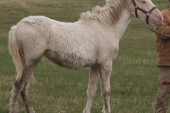 lilly rt rearish alert 5-28-11