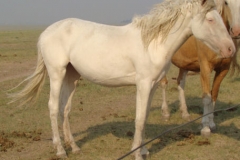 lilly rt soso 7-4-12