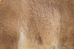 legend flank closeup 7-4-12