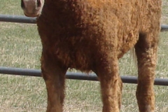 legend front leftish 7-21-13