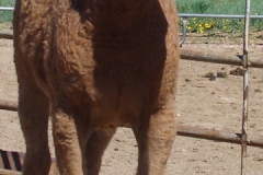 legend front rtish 6-2-13