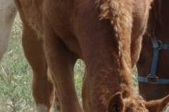 legend front topline 6-16-13