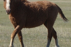 legend left walking in 5-1-16