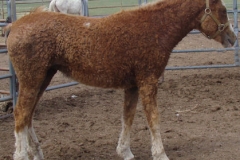 legend rt in halter 7-21-13