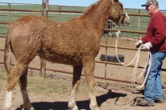 legend rt rearish on lead at gate 6-2-13