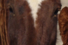 mia face closeup 1-29-12