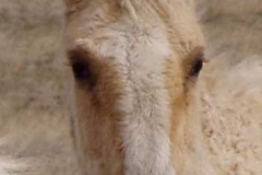 Mine head closeup 406