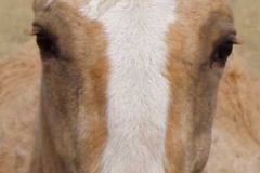 mine face closeup chewing 706