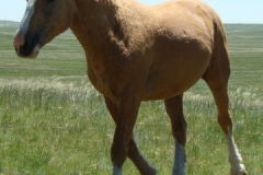 mine front left trotting 6-28-09