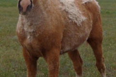 mine left frontish posed 52907