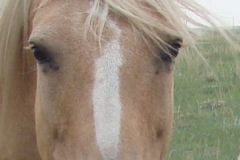 pal face closeup 7-21-12