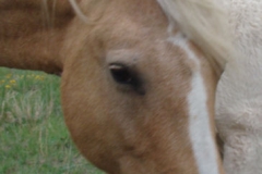 pal face rt profile 7-21-12