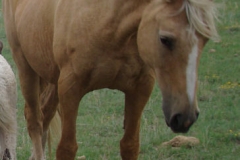 pal frotn rtish head arched 7-21-12