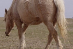 pal left rear walking 42107