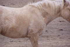 pal rt shoulder neck belly winter coat 207