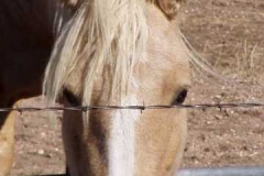 pal's head drinking 905