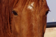 bp face closeup 4-10-09