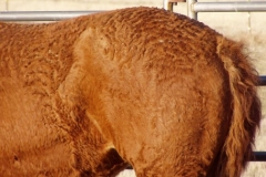 bp left hip closeup of curls 4-10-09