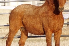 bp rt stretched like morgan 4-10-09