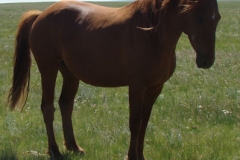 peep front rtish arched neck 6-258-11