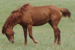 peep left head down tucked tail up tag on 6-28-09