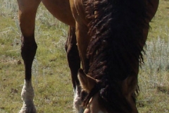 Quirt front head down eating 8-21-11