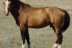 Quirt left posed leg cocked 8-21-11