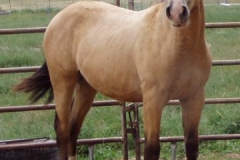 Quirt rt 72107