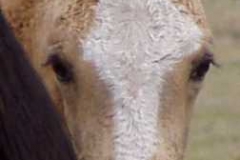 quirt face behind mom 9906