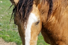 quirt face front neck arched left 5-31-14