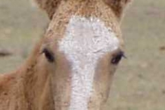 quirt face lazy ears 9906