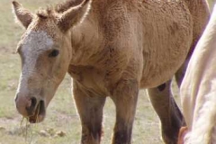 quirt front left mouth open chewing 9906