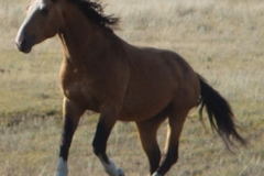 quirt front leftish running in 9-10-11