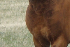 quirt front quarter trotting 5-28-11