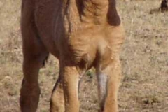 quirt front rtish head rt 82706