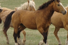 quirt front rtish trotting 5-28-11