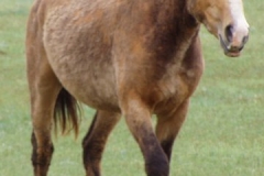 quirt front rtish walking 5-23-09