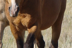 quirt frotn leftish 9-20-14