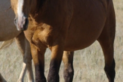 quirt left frontish 9-20-14