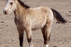 quirt left frontish semiposed 3607