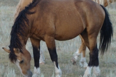 quirt left frontish sniffing 10-8-11