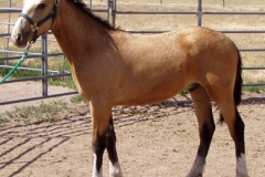 quirt left in halter 71507