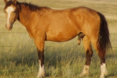 quirt left lazy pose 71208